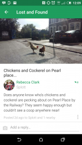 Nextdoor chickens